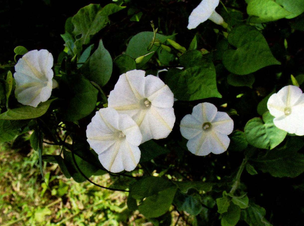 11.白花銀背藤